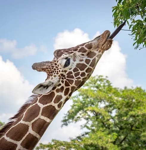 Link to Young Vets Club Giraffe Quiz! challenge