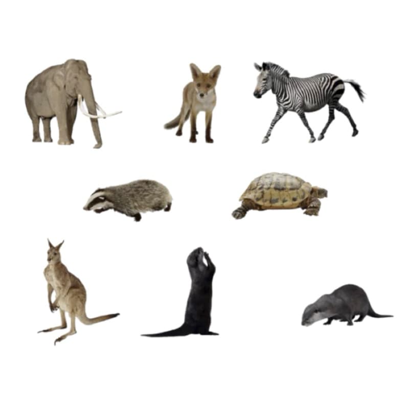 A variety of animals on a white background