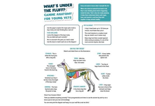 Thumbnail for Canine Anatomy for Young Vets